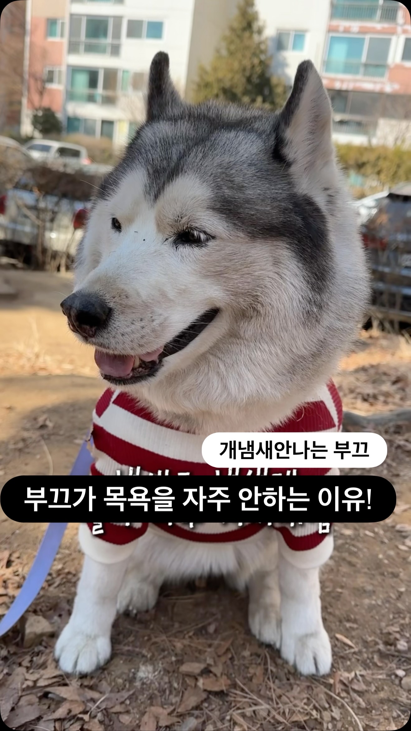 허레이 자이언트 페이퍼 플러스