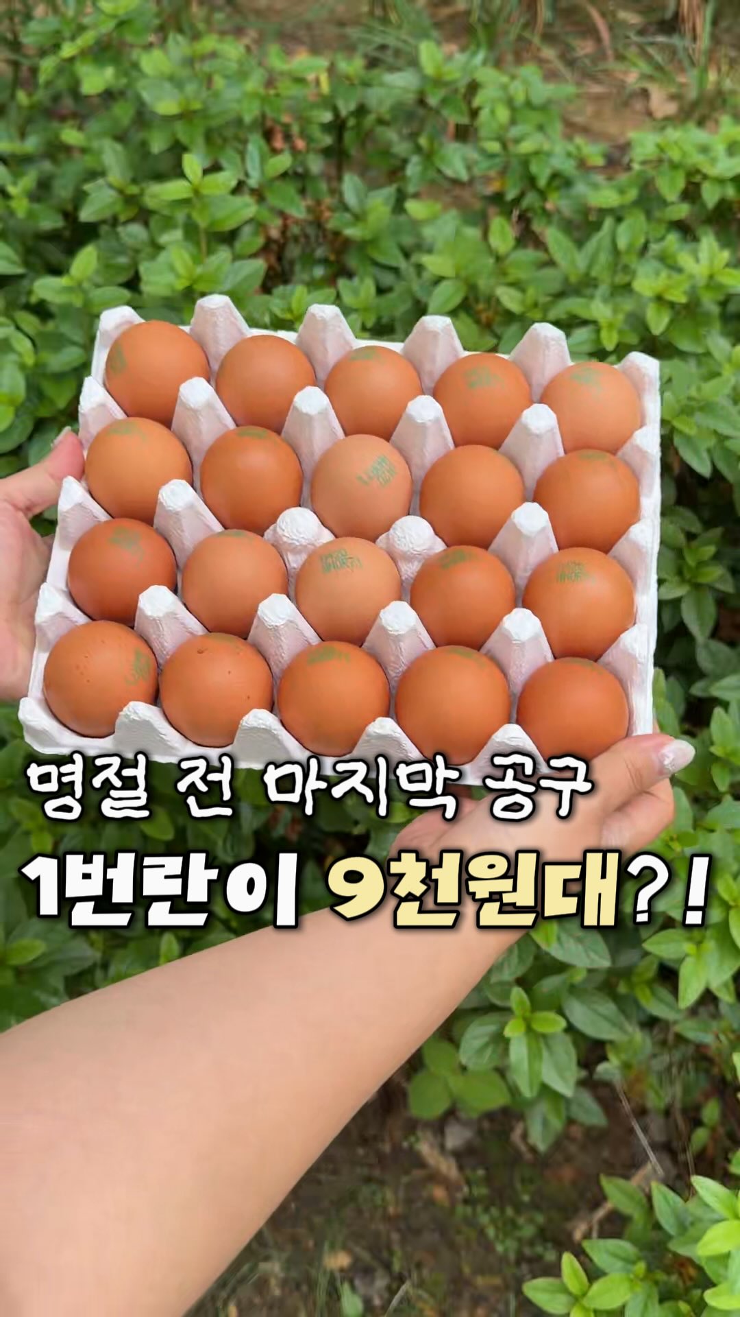 무항생제 자연방목 1번란 계란