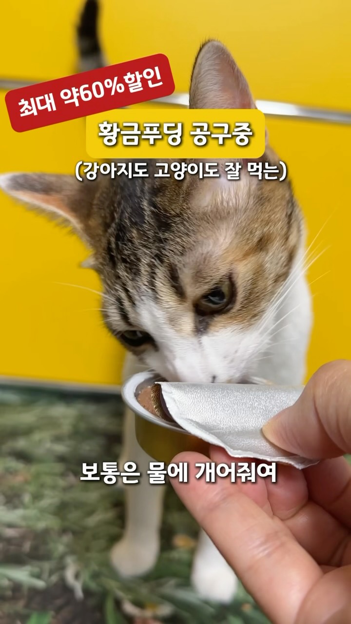 황금푸딩