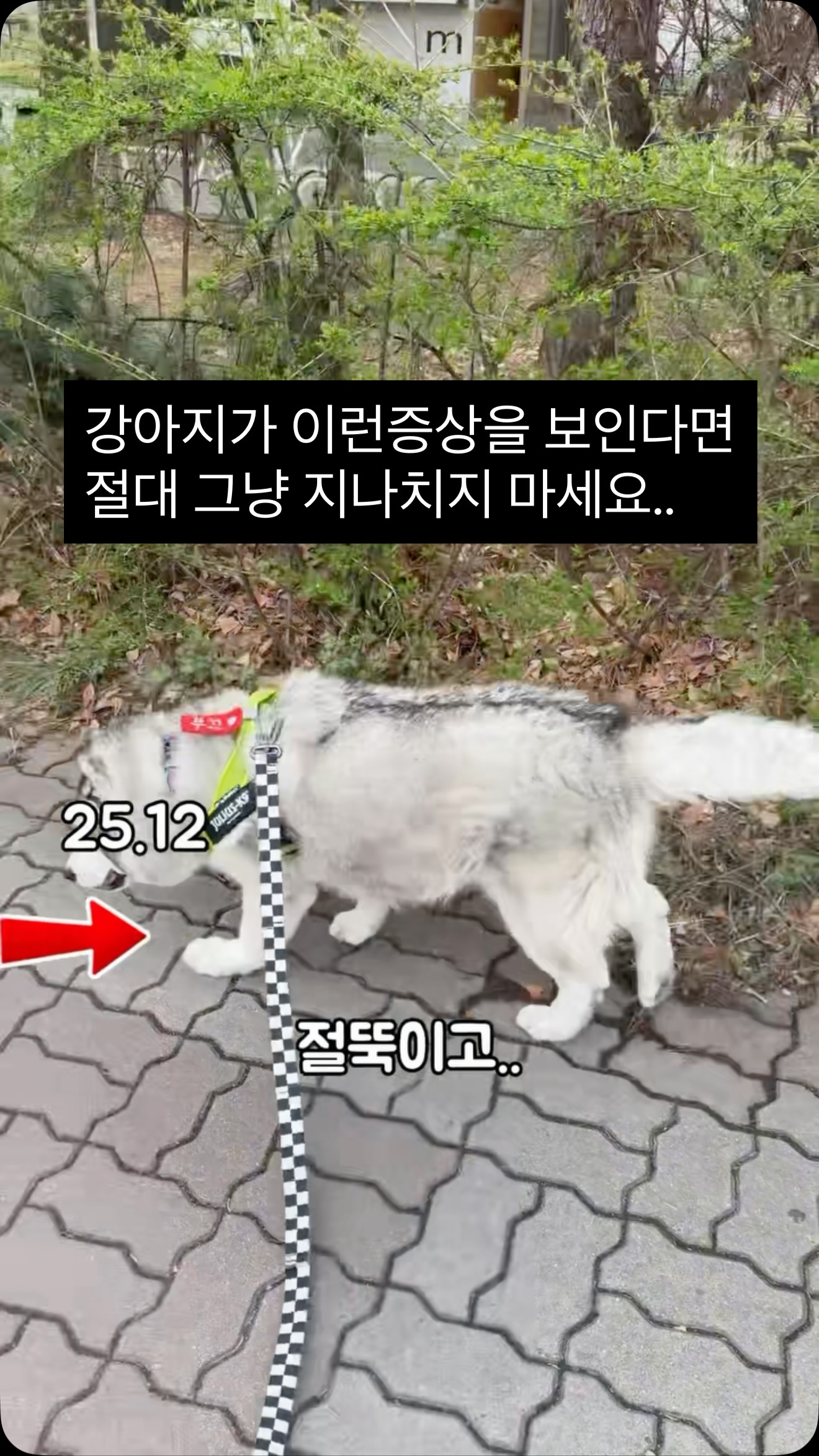 시리어스펫 근적외선 케어