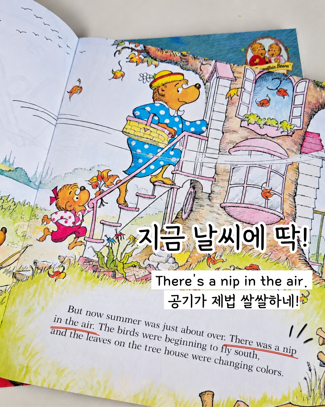 베렌스테인 베어스 원서 시리즈